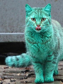 Con mèo màu xanh