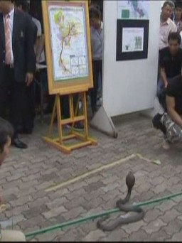 Thái lan phát hiện vụ buôn lậu 600 rắn hổ mang