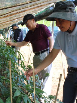 Duyên nợ giữa nhà khoa học và người 'cuồng' sâm