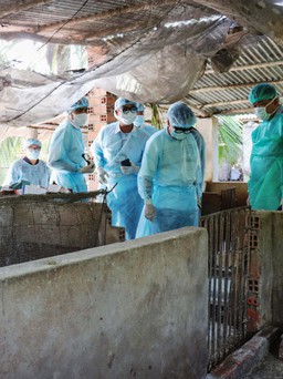 Tây Ninh lại phát hiện thêm 2 hộ nghi nhiễm bệnh dịch tả lợn châu Phi