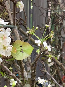Chưa tết, hoa lê, hoa đào đã 'nở rộ' trên chợ online