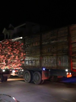 Quảng Ngãi: Xử lý xe chở gỗ keo quá khổ, quá tải