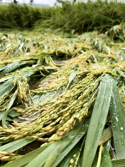 Quảng Ngãi: Nông dân đỡ từng bụi lúa bị ngã đổ sau mưa lớn trái mùa