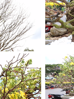 Những cây mai dáng độc lạ được chào giá hàng trăm triệu ở Đắk Lắk