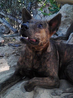 Thầy giáo nghèo tìm chó Phú Quốc ở Sài Gòn: Người thấy Rex lên tiếng