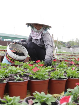 Người trồng hoa Sài Gòn chi hàng trăm triệu chăm kiểng bán Tết