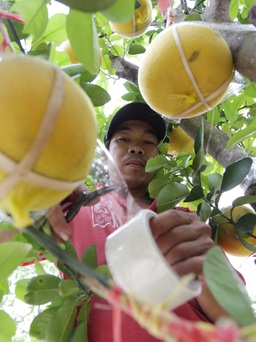 Những trái bưởi Diễn vàng óng giá hàng chục triệu/chậu chưng tết ở Sài Gòn