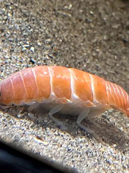 Loài giáp xác kỳ lạ giống hệt miếng sushi