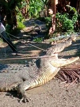 Dùng dây thừng 'bắt gọn' cá sấu dài hơn 4 mét