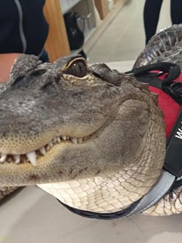 Bất ngờ chú cá sấu dẫn đầu cuộc thi thú cưng được yêu thích nhất nước Mỹ