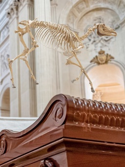 Tác phẩm bộ xương ngựa 'bay' trên mộ Hoàng đế Napoleon gây tranh cãi