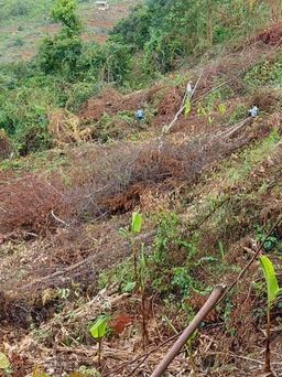 Lâm Đồng: Một nông dân phá rừng chiếm đất, thuê thêm 3 người chặt hạ cây
