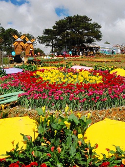 Festival hoa Đà Lạt 2022 phải khác biệt những lần trước, có điểm nhấn ấn tượng