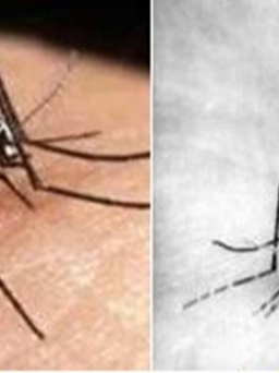 TP.HCM: Chưa phát hiện muỗi truyền bệnh sốt rét