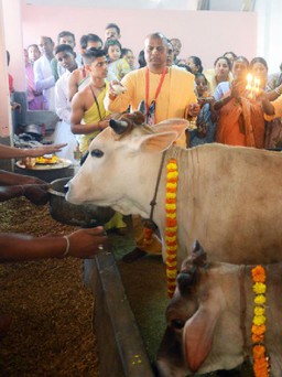 Giết bò ở Ấn Độ, coi chừng lãnh án tù chung thân