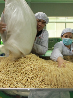 Xuất khẩu hạt điều sang Thái tăng 126%