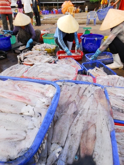 Hàn Quốc tăng mạnh nhập mực, bạch tuộc Việt Nam