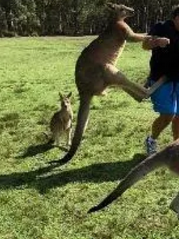 Gia đình may mắn sống sót khi bị kangaroo hung hăng tấn công
