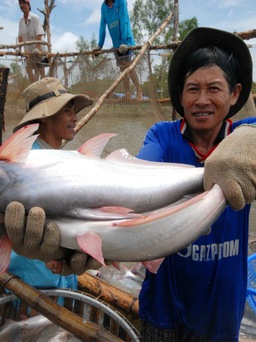 Thêm nhiều cơ hội cho tôm cá Việt Nam ở châu Âu và Trung Quốc