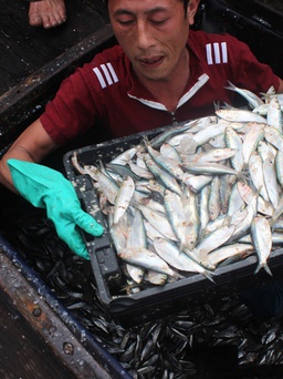 Thái Lan tăng mạnh nhập khẩu cá trích đóng hộp Việt Nam
