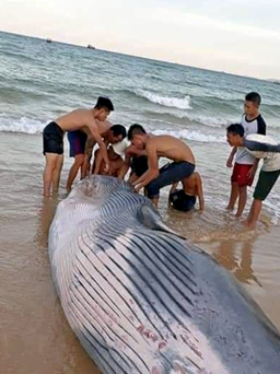 Chôn cất cá voi hơn 2 tấn dạt vào bờ biển