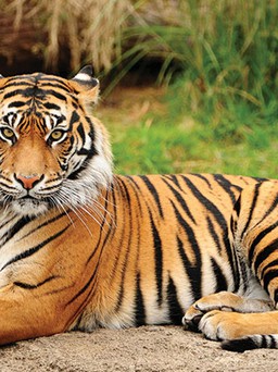 Vì sao trong văn hóa, hổ cũng được xem là ‘vua’ của các loài động vật?