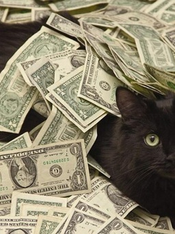 ‘Ngôi sao’ mèo trên Facebook và con mèo giàu nhất thế giới