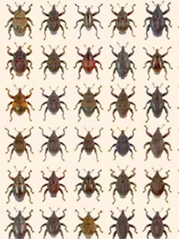 Phát hiện 98 loài bọ cánh cứng mới