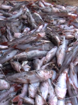 Bình Phước: Hàng chục tấn cá nuôi lồng chết ở lòng hồ