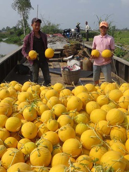 Nông dân Vĩnh Long trúng mùa dưa hấu tết