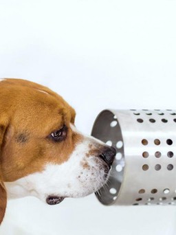 Chó có thể phát hiện ung thư trong máu với độ chính xác 97%