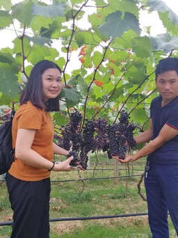 Ruộng nho… độc, lạ