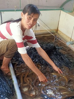 Cô gái 9X nuôi lươn sạch thu lãi nửa tỉ đồng mỗi năm