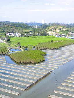 Hoang sơ rừng ngập mặn Bàu Cá Cái