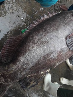 Ngư dân Quảng Ngãi bắt được cá mú 'khủng' nặng 64 kg dài 1,2m