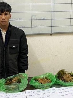 Quảng Nam: Bắt khẩn cấp nghi phạm thực hiện hàng loạt vụ trộm sâm Ngọc Linh