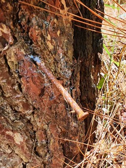 Quảng Nam: Gần 300 cây thông hàng chục năm tuổi bị ‘đầu độc’ bằng hóa chất