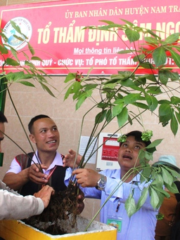 Chiêm ngưỡng cây sâm Ngọc Linh 8 nhánh, giá gần 1 tỉ đồng