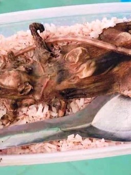 Thực hư bức ảnh học sinh vùng cao Quảng Nam ‘ăn cơm chỉ với thịt chuột’