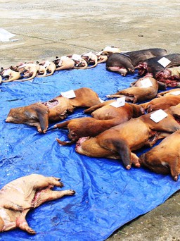 Quảng Nam: Phát hiện vụ vận chuyển trái phép 260 kg động vật rừng