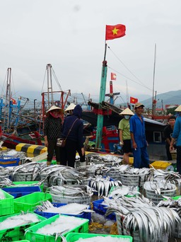 Quảng Bình: Trên đường về bờ trú bão, ngư dân bắt được mẻ cá gần 300 triệu đồng