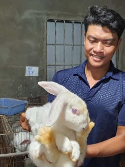 Chàng trai nuôi "thỏ Tây" kiếm được gần 100 triệu đồng/tháng