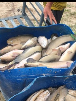 Quảng Bình: Sấm sét đánh chết hơn 3 tấn cá lóc của người dân nuôi trên hồ