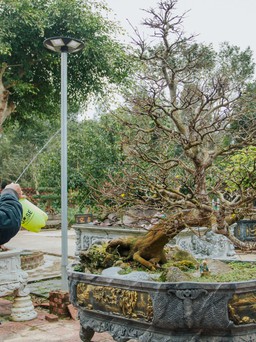 Ông lão U.70 sở hữu khu vườn tiền tỉ: Những cây sanh thế 'độc', hoa giấy cổ thụ