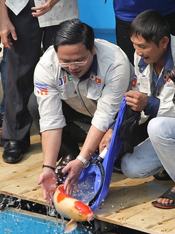 Chuyên gia Nhật Bản thả cá Koi xuống sông Tô Lịch chứng minh nước đã sạch