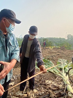 Hàng ngàn mét vuông chuối sắp thu hoạch ở Hà Nội bị chặt phá