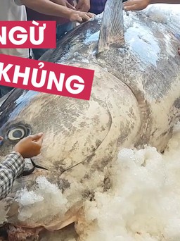 Cận cảnh cá ngừ siêu “khủng” ngư dân Phú Yên câu được ở Trường Sa