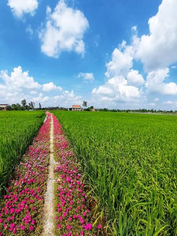 Bộ ảnh 'đường về nhà' thu hút bạn trẻ
