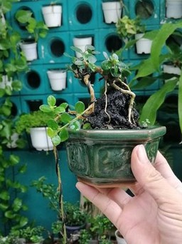 Từ trồng để chơi, ông bố 8X kiếm thêm thu nhập nhờ vườn bonsai mini