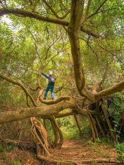 Về miền Tây trải nghiệm sông nước, chụp hình với khu rừng đầy ‘ma mị’